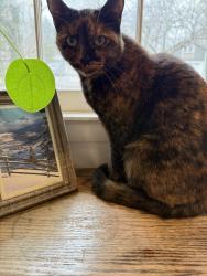 Lost Female Cat last seen Beaverdam knoll and beaverdam road, Asheville, NC 28804