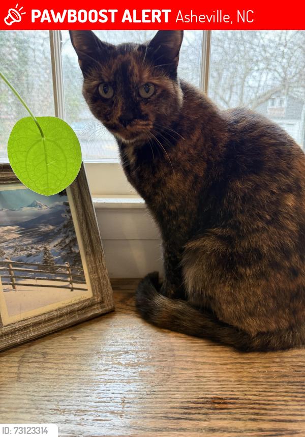 Lost Female Cat last seen Beaverdam knoll and beaverdam road, Asheville, NC 28804