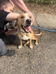 Found/Stray Male Dog last seen Ben Hawes park, Owensboro, KY 42301