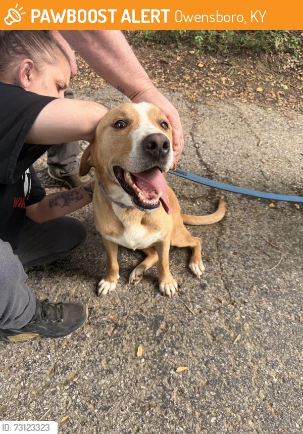 Found/Stray Male Dog last seen Ben Hawes park, Owensboro, KY 42301