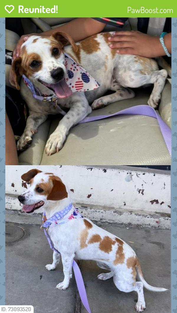 Reunited Female Dog last seen Crosswood Rd & Escalona Rd, La Mirada, CA 90638