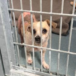 Shelter Stray Female Dog last seen , 12910 Yukon Ave, Hawthorne, CA 90250, USA