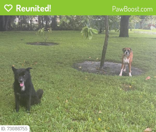 Reunited Unknown Dog last seen SW 136 Ave & SW 26 st, Davie, FL 33330