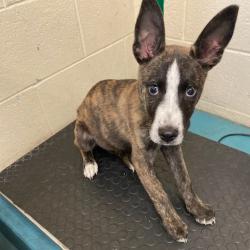 Shelter Stray Female Dog last seen , 2350 Appling City Cove, Memphis, TN 38133, USA