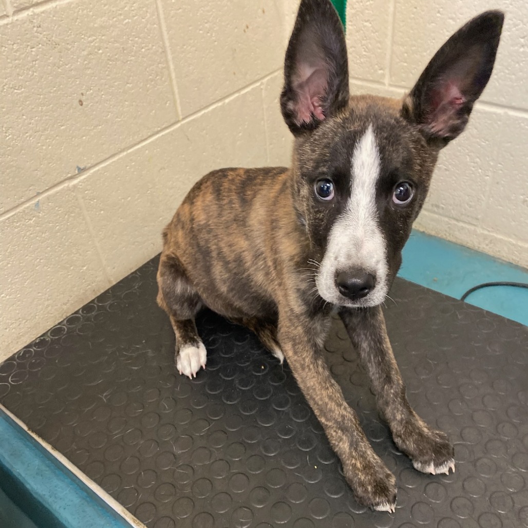 Shelter Stray Female Dog last seen , 2350 Appling City Cove, Memphis, TN 38133, USA