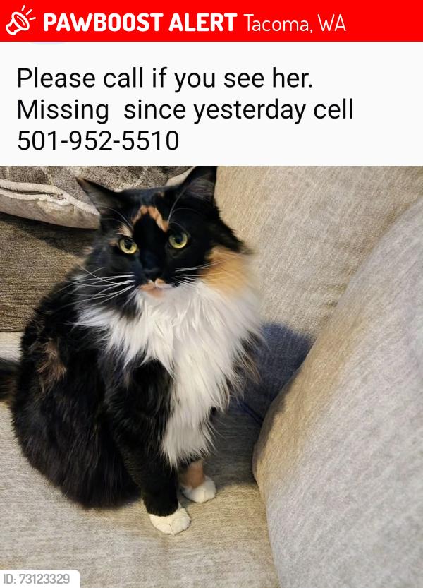 Lost Female Cat last seen South Alder, Tacoma, WA 98409