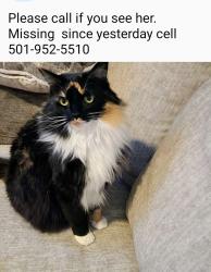 Lost Female Cat last seen South Alder, Tacoma, WA 98409