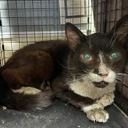 Shelter Stray Male Cat last seen , 361 S Raymond Ave, Pasadena, CA 91105, USA
