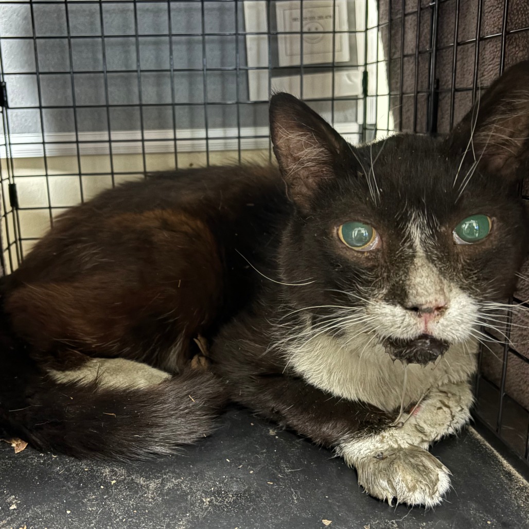 Shelter Stray Male Cat last seen , 361 S Raymond Ave, Pasadena, CA 91105, USA