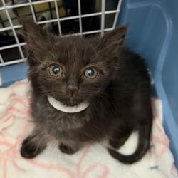 Shelter Stray Male Cat last seen , 361 S Raymond Ave, Pasadena, CA 91105, USA