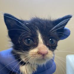 Shelter Stray Male Cat last seen , 361 S Raymond Ave, Pasadena, CA 91105, USA