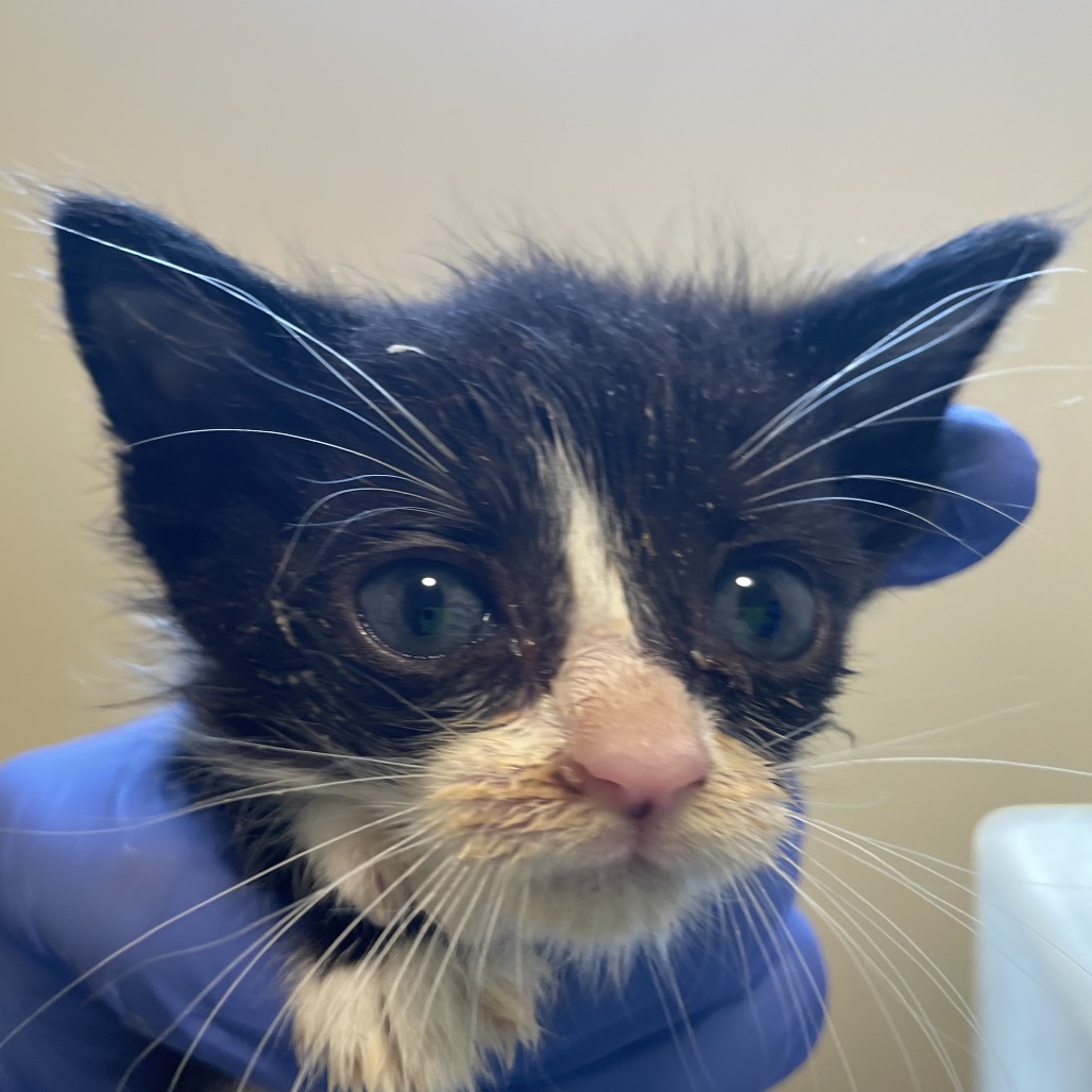 Shelter Stray Male Cat last seen , 361 S Raymond Ave, Pasadena, CA 91105, USA