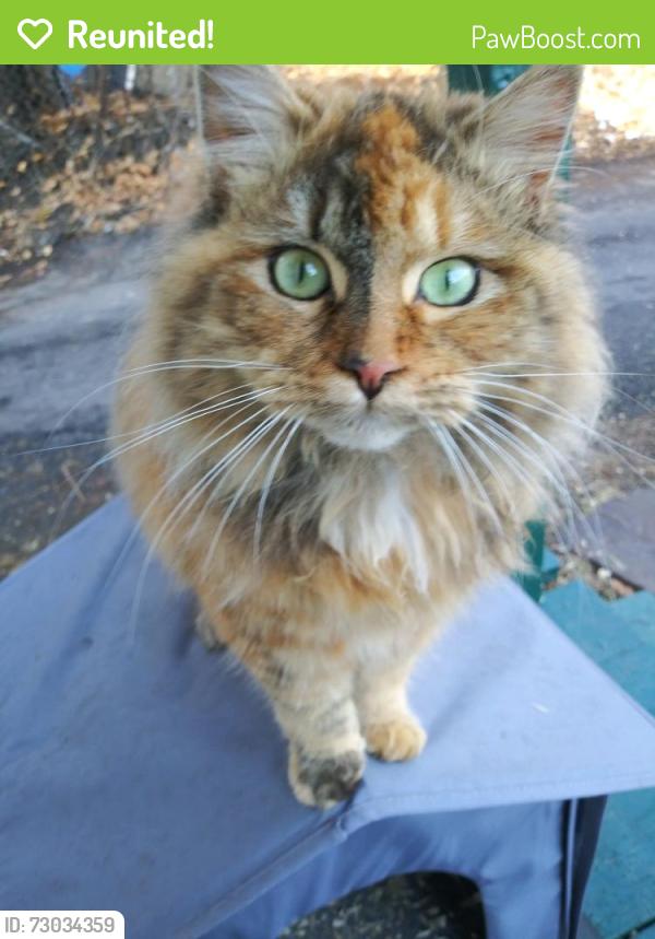 Reunited Female Cat last seen Scott streeet - maxwell st, Wilkes-Barre, PA 18702