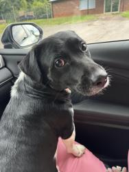 Found/Stray Male Dog last seen Near and Dav Avenue, Morganton, NC 28655