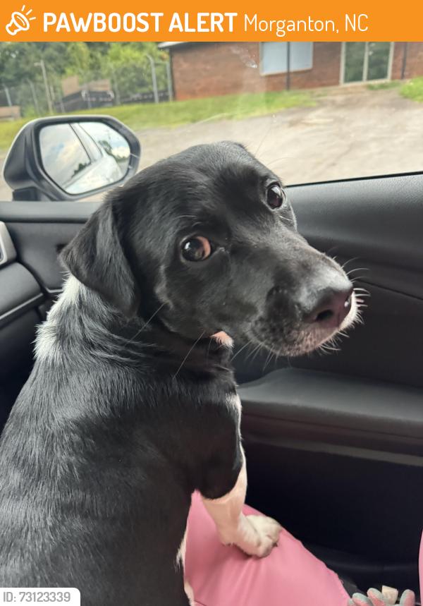 Found/Stray Male Dog last seen Near and Dav Avenue, Morganton, NC 28655