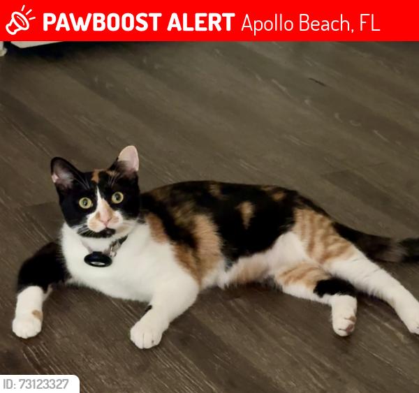 Lost Female Cat last seen The Lakeside at Waterset Park, Apollo Beach, FL 33534