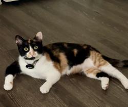 Lost Female Cat last seen The Lakeside at Waterset Park, Apollo Beach, FL 33534