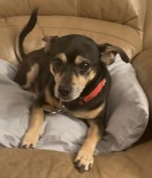 Lost Male Dog last seen Rollins Rd & River Run, Granbury, TX, Hood County, TX 76049