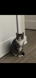 Reunited Male Cat last seen Franklin Ave, Beverly, NJ 08010