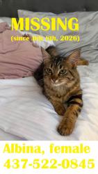 Lost Female Cat last seen Suffon Crescent, Toronto, ON 