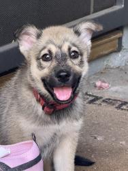Found/Stray Male Dog last seen N Palm Ave & E Highland Ave, Highland, CA 92346