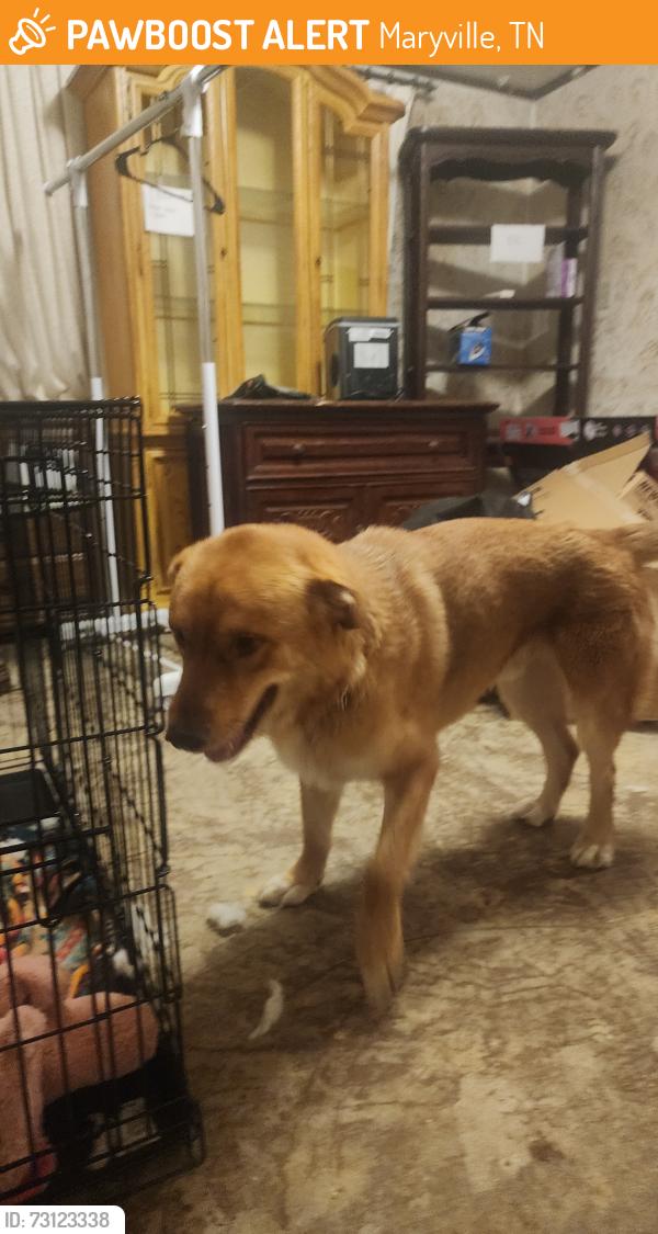 Found/Stray Male Dog last seen Food Lion parking lot on 321, Maryville, TN 37804
