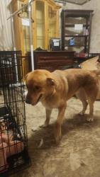 Found/Stray Male Dog last seen Food Lion parking lot on 321, Maryville, TN 37804