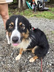 Reunited Male Dog last seen Post oak dr, Hull, GA 30646