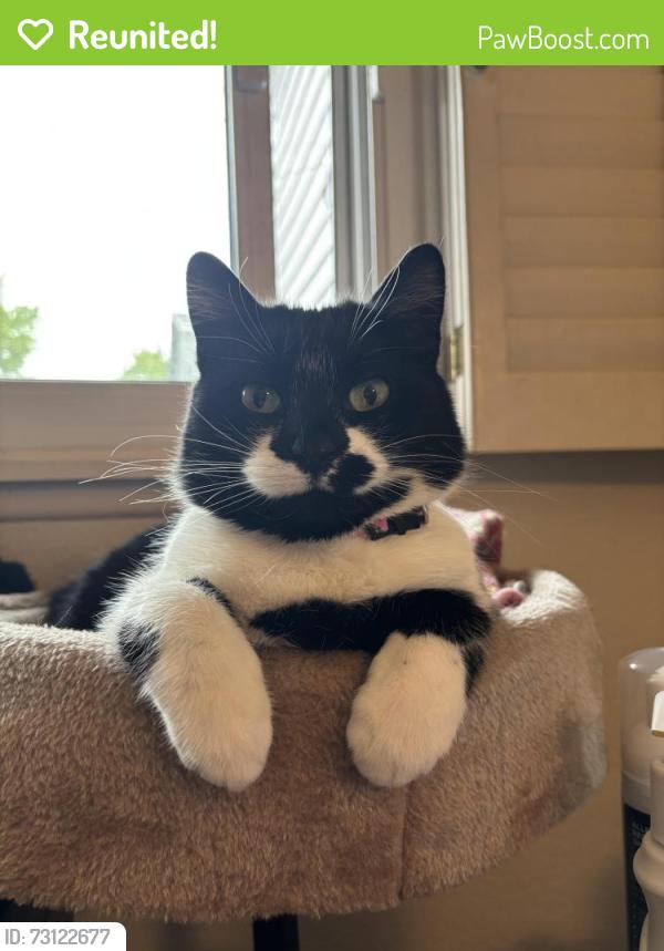 Reunited Female Cat last seen Pecos St and Mariposa St, Denver, CO 80221