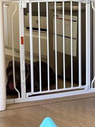 Found/Stray Female Dog last seen Clinton road, Sacramento, CA 95825