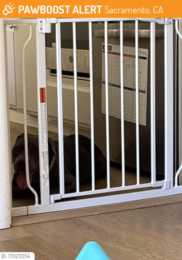 Found/Stray Female Dog last seen Clinton road, Sacramento, CA 95825