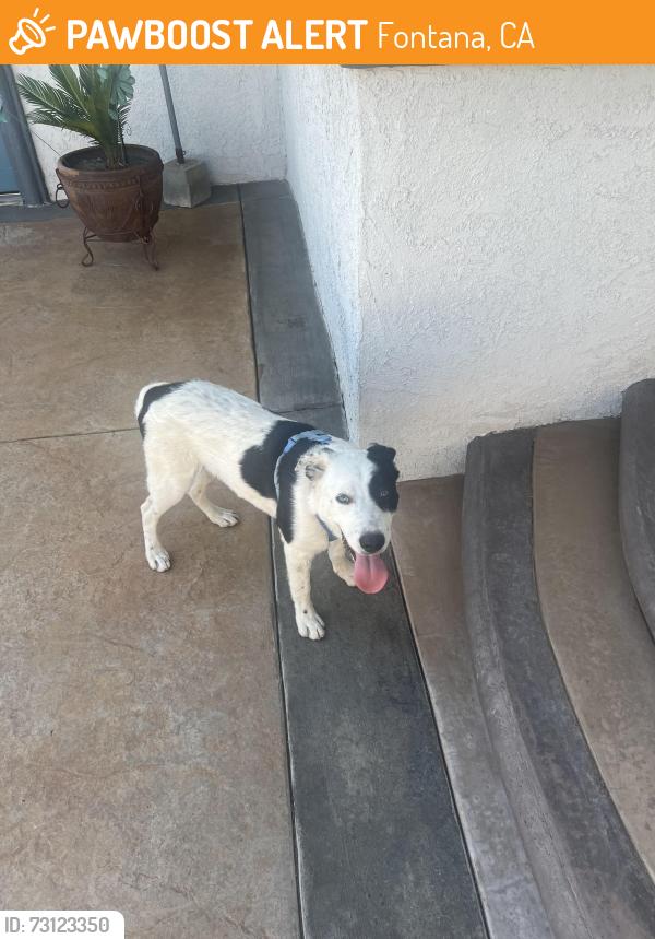 Found/Stray Male Dog last seen Alder & Filbert, Fontana, CA 92335