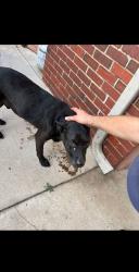 Reunited Male Dog last seen Sequoyah Elementary, Oklahoma City, OK 73112