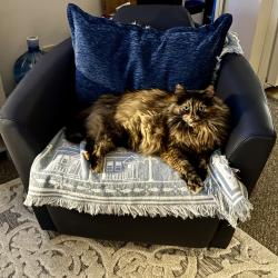 Lost Female Cat last seen Corn & Marilyn south of Schram, Papillion, NE 68046