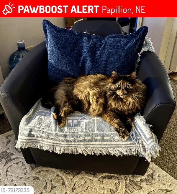 Lost Female Cat last seen Corn & Marilyn south of Schram, Papillion, NE 68046
