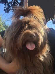 Lost Male Dog last seen near sutter county library in yuba city CA, Yuba City, CA 95993