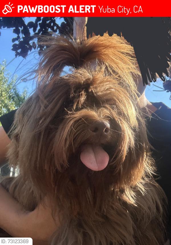 Lost Male Dog last seen near sutter county library in yuba city CA, Yuba City, CA 95993