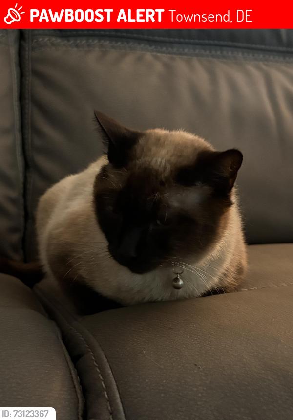 Lost Female Cat last seen Dexter Corner Rd Townsend , Townsend, DE 19734