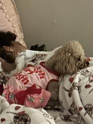 Lost Female Dog last seen Hickory grove trail, Cobb County, GA 30102