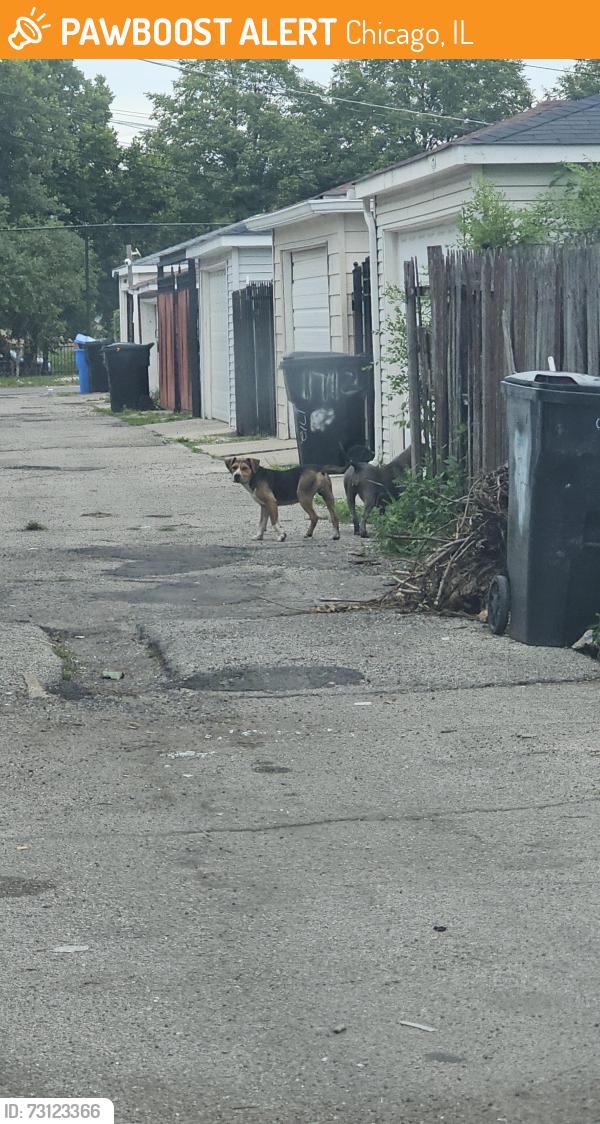 Found/Stray Unknown Dog last seen N Major Ave and W Wabansia, Chicago, IL 60639