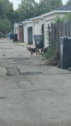 Found/Stray Unknown Dog last seen N Major Ave and W Wabansia, Chicago, IL 60639