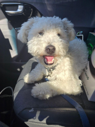 Reunited Male Dog last seen Beach and Rosecrans La Mirada, La Mirada, CA 90638