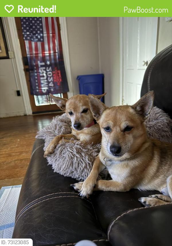 Reunited Male Dog last seen Collier park, Ramona, CA 92065