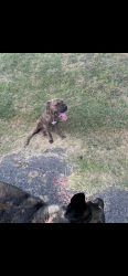 Found/Stray Female Dog last seen Seidel and Eisenhower Rd, San Antonio, TX 78209
