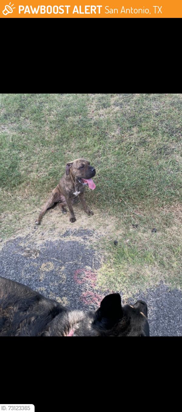 Found/Stray Female Dog last seen Seidel and Eisenhower Rd, San Antonio, TX 78209