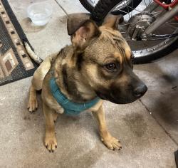 Reunited Male Dog last seen Pecos and elmwood, Denver, CO 80221
