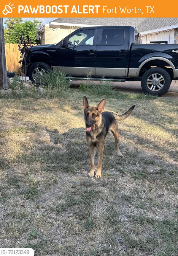 Found/Stray Female Dog last seen In the neighborhood walking around near hses, Fort Worth, TX 76116