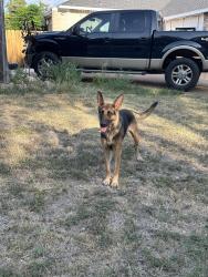Found/Stray Female Dog last seen In the neighborhood walking around near hses, Fort Worth, TX 76116