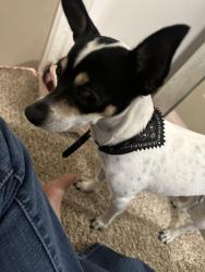Reunited Female Dog last seen Rebuff, Pasadena, TX 77503