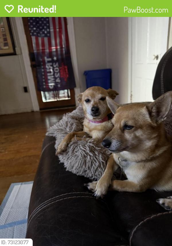 Reunited Female Dog last seen Collier park, Ramona, CA 92065